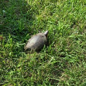 Meet your Posher, Bobby